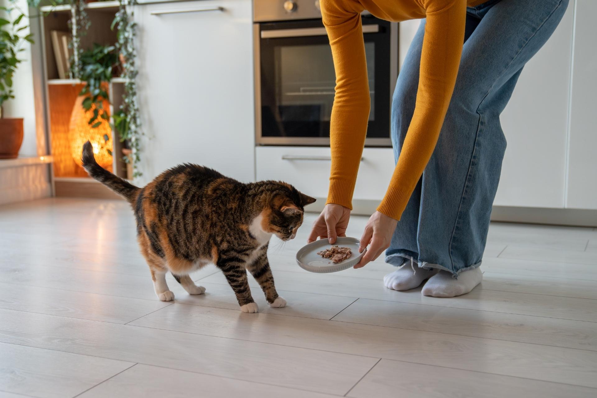 Mujer alimentando a un gato en su casa