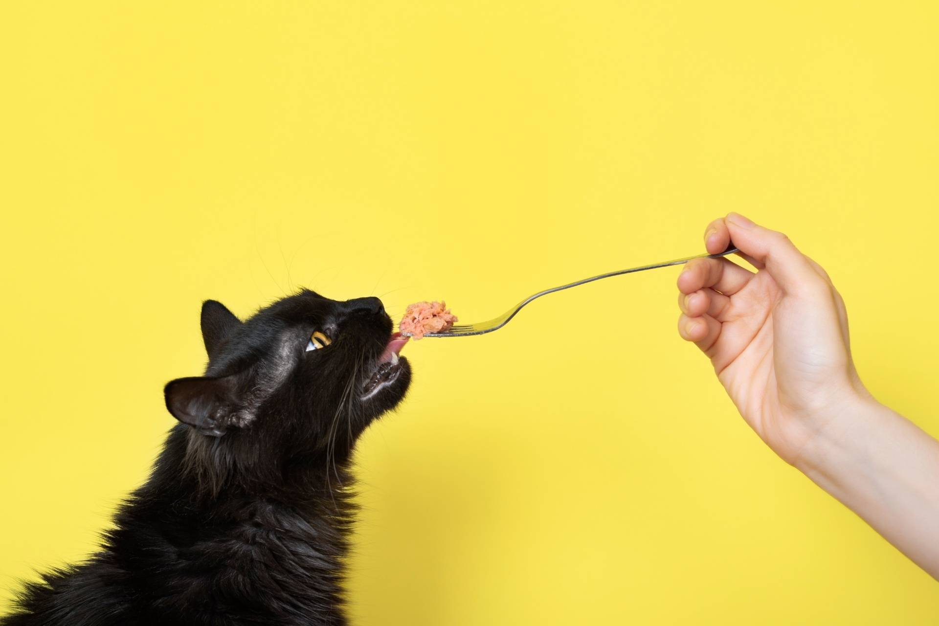 Mujer dando a gato comer con un tenedor