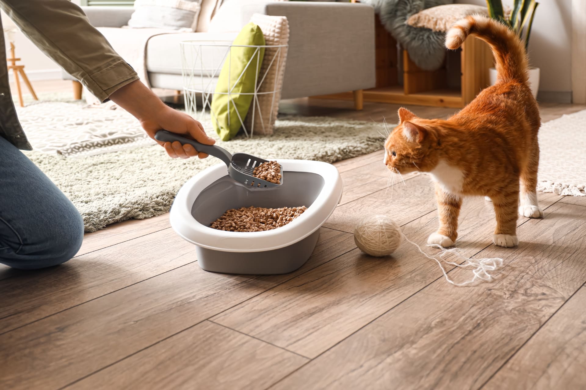 a woman cleaning a litter box while cat is watching