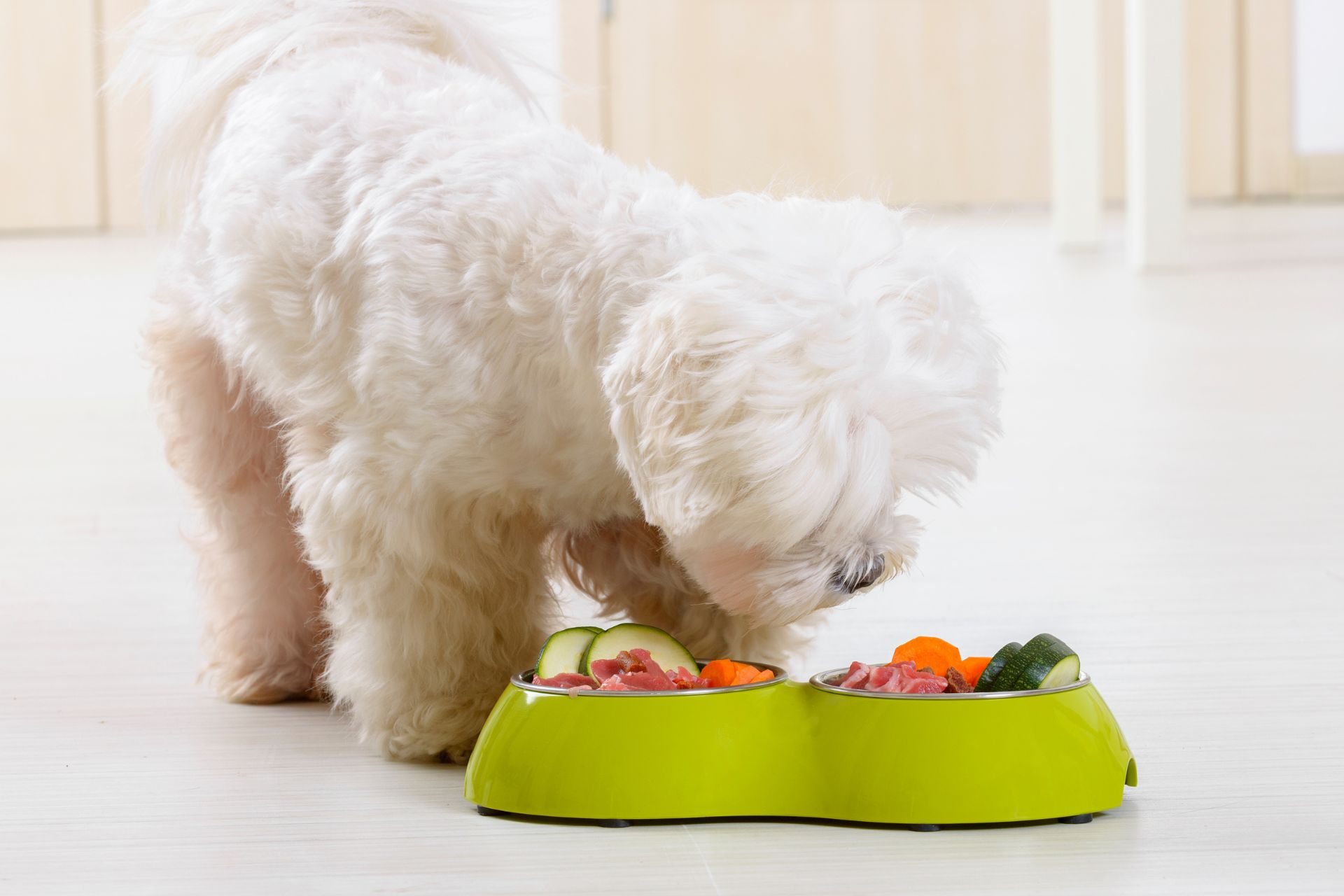 Perro comiendo comida casera