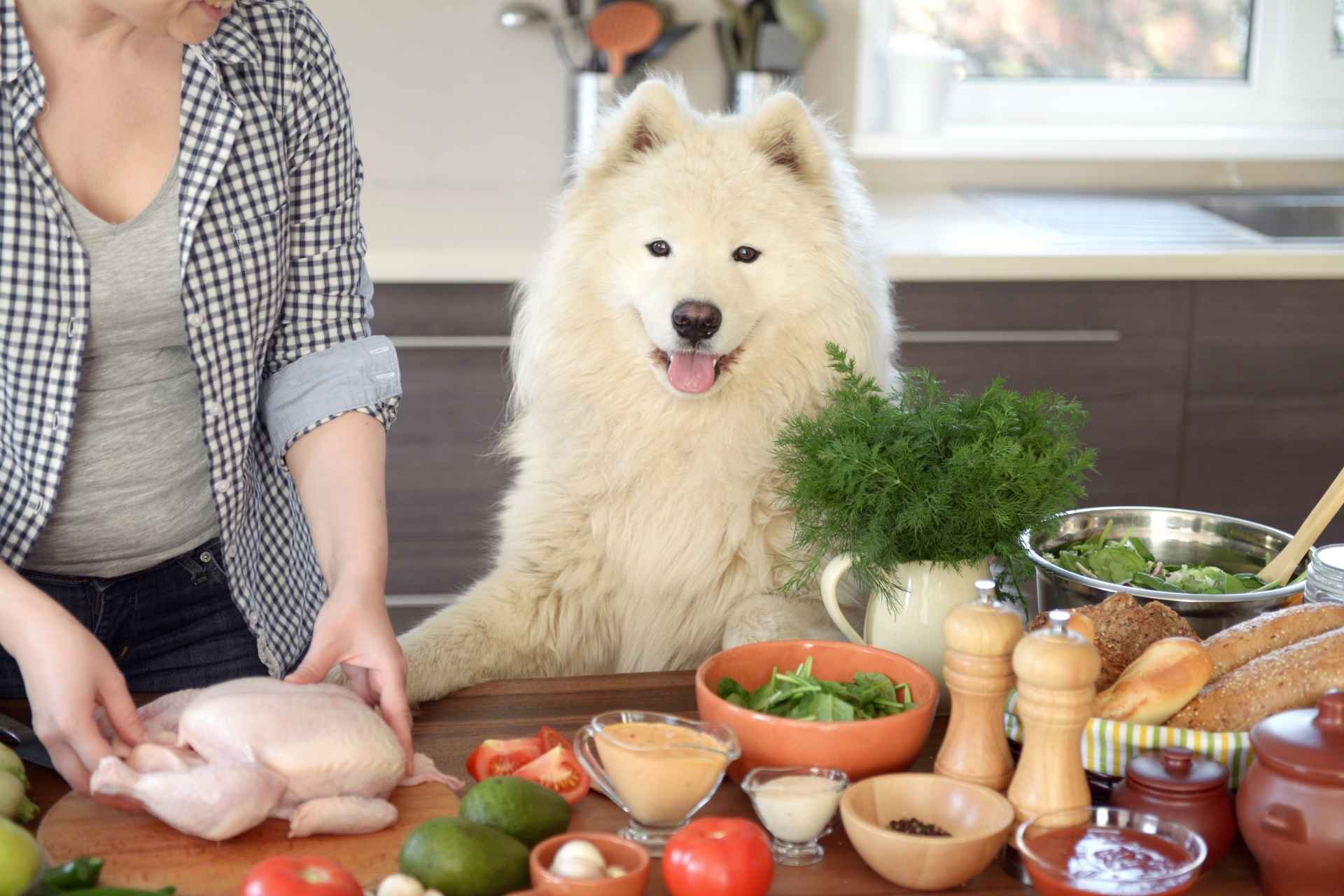 Mujer preparando comida casera para su perro