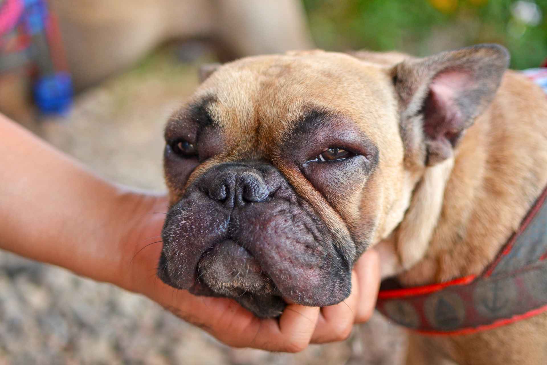 Perro con alergia