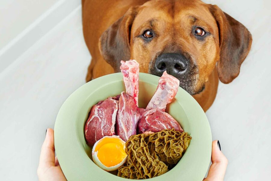 Mujer dandole comida hipoalergénica a su perro