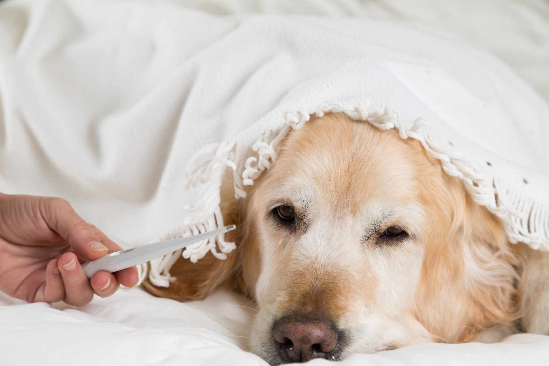 Persona midiendo la fiebre de un perro con termómetro