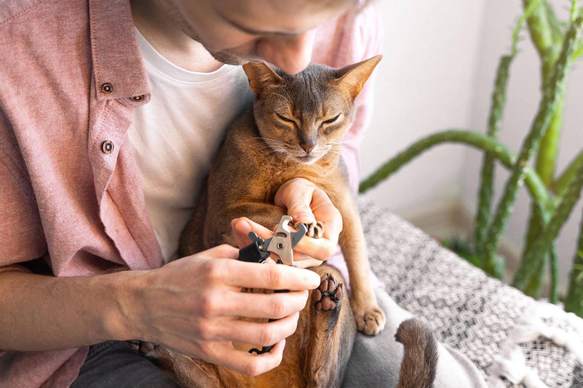 Persona cortando las uñas a un gato