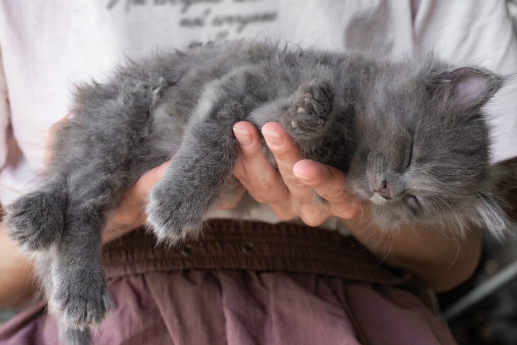 Mujer aguantando a un gatito en sus manos