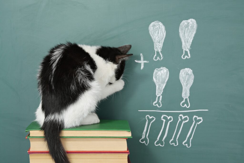 Educación de gatos