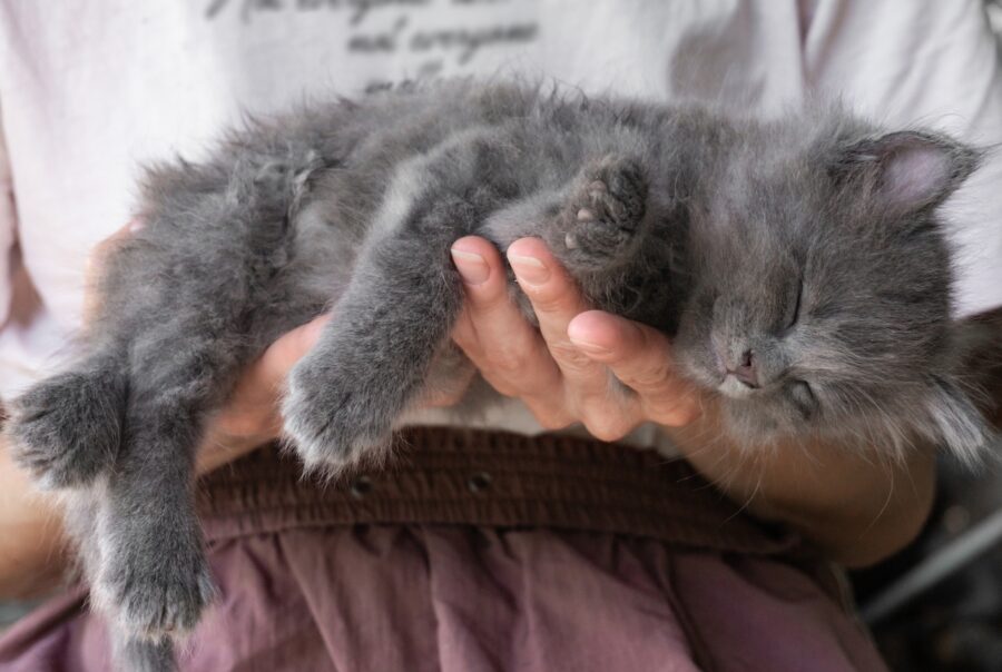 Mujer aguantando a un gatito en sus manos