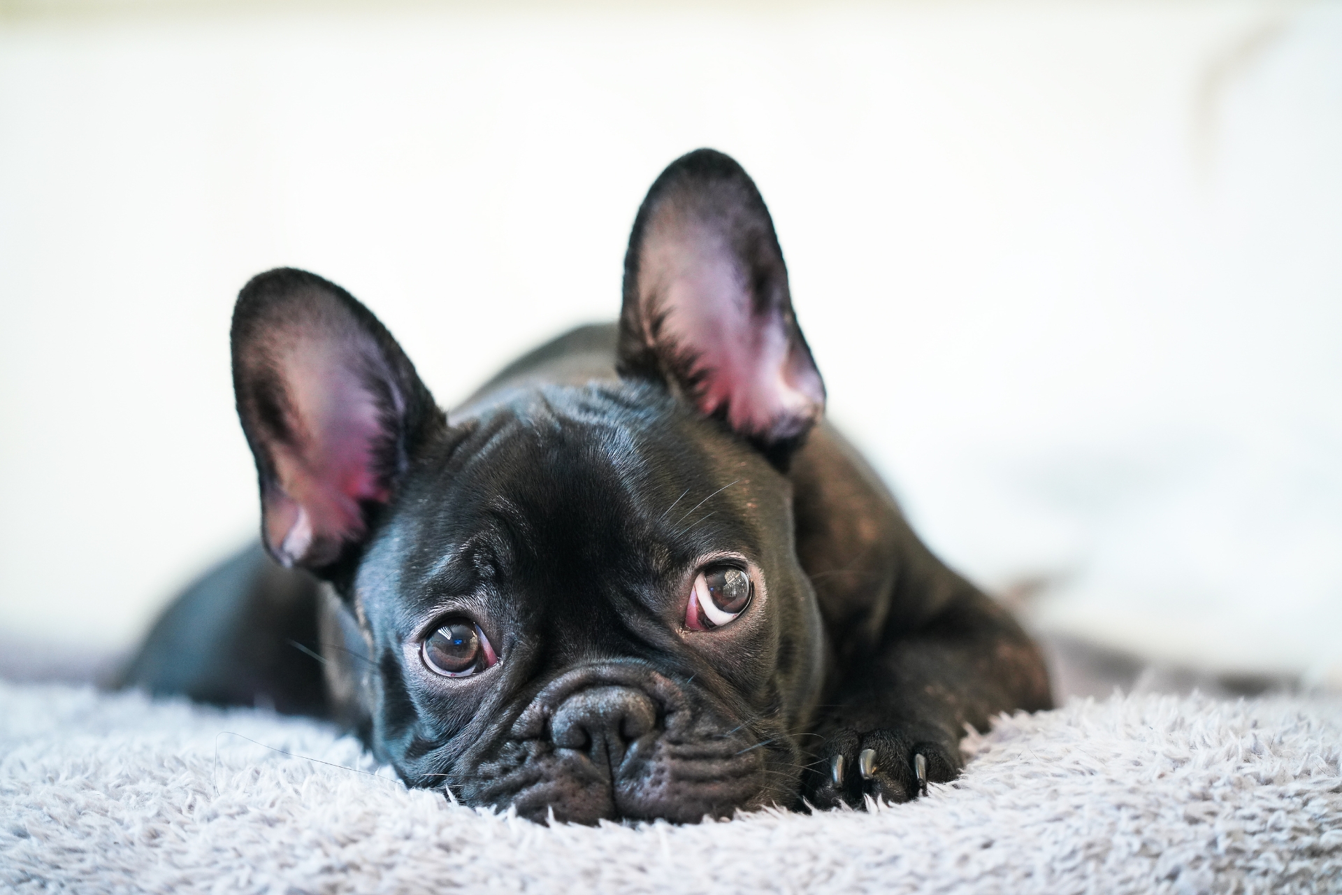 Perro de raza bulldog francés, de pelaje negro, acostado sobre una manta suave con expresión de aburrimiento y mirada triste. Sus orejas están erguidas y sus ojos grandes reflejan desánimo, transmitiendo una sensación de apatía. La imagen ilustra el estado de un perro aburrido en casa, acorde al tema del artículo.