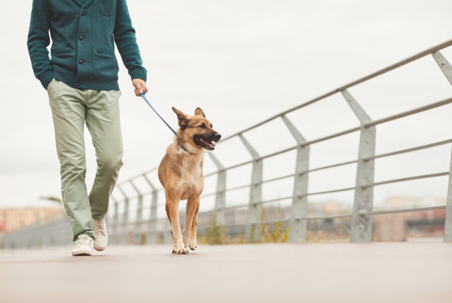 Hombre paseando a su perro con correa por un paseo al aire libre. El perro, de tamaño mediano y pelaje corto, camina alegremente junto a su dueño, quien viste un suéter verde y pantalones claros. La escena transcurre en un entorno urbano con barandales metálicos y un fondo desenfocado de edificios. El día parece nublado, creando un ambiente tranquilo y relajado.