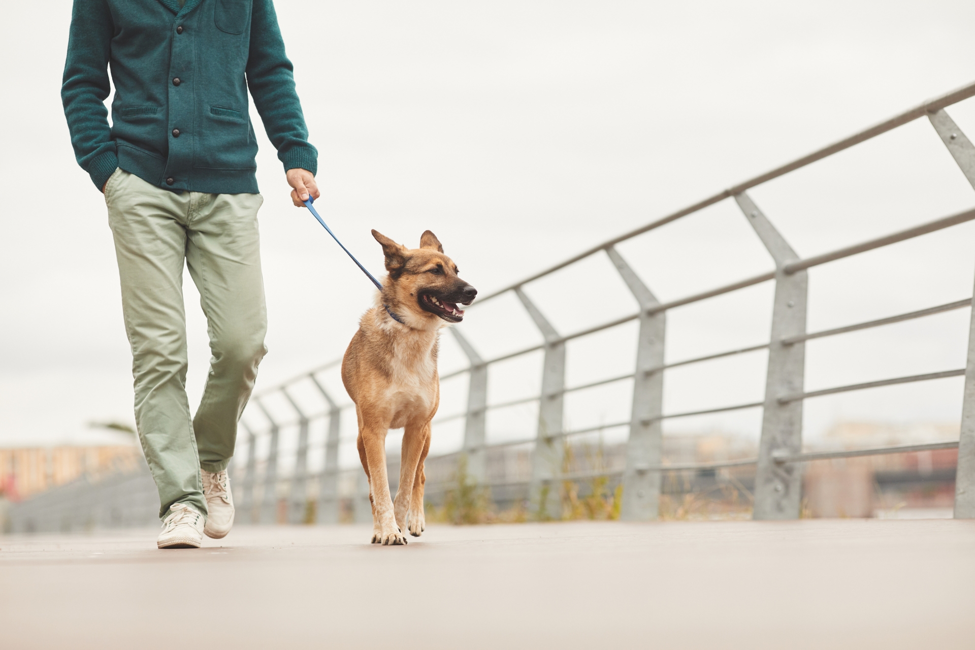 Hombre paseando a su perro con correa por un paseo al aire libre. El perro, de tamaño mediano y pelaje corto, camina alegremente junto a su dueño, quien viste un suéter verde y pantalones claros. La escena transcurre en un entorno urbano con barandales metálicos y un fondo desenfocado de edificios. El día parece nublado, creando un ambiente tranquilo y relajado.