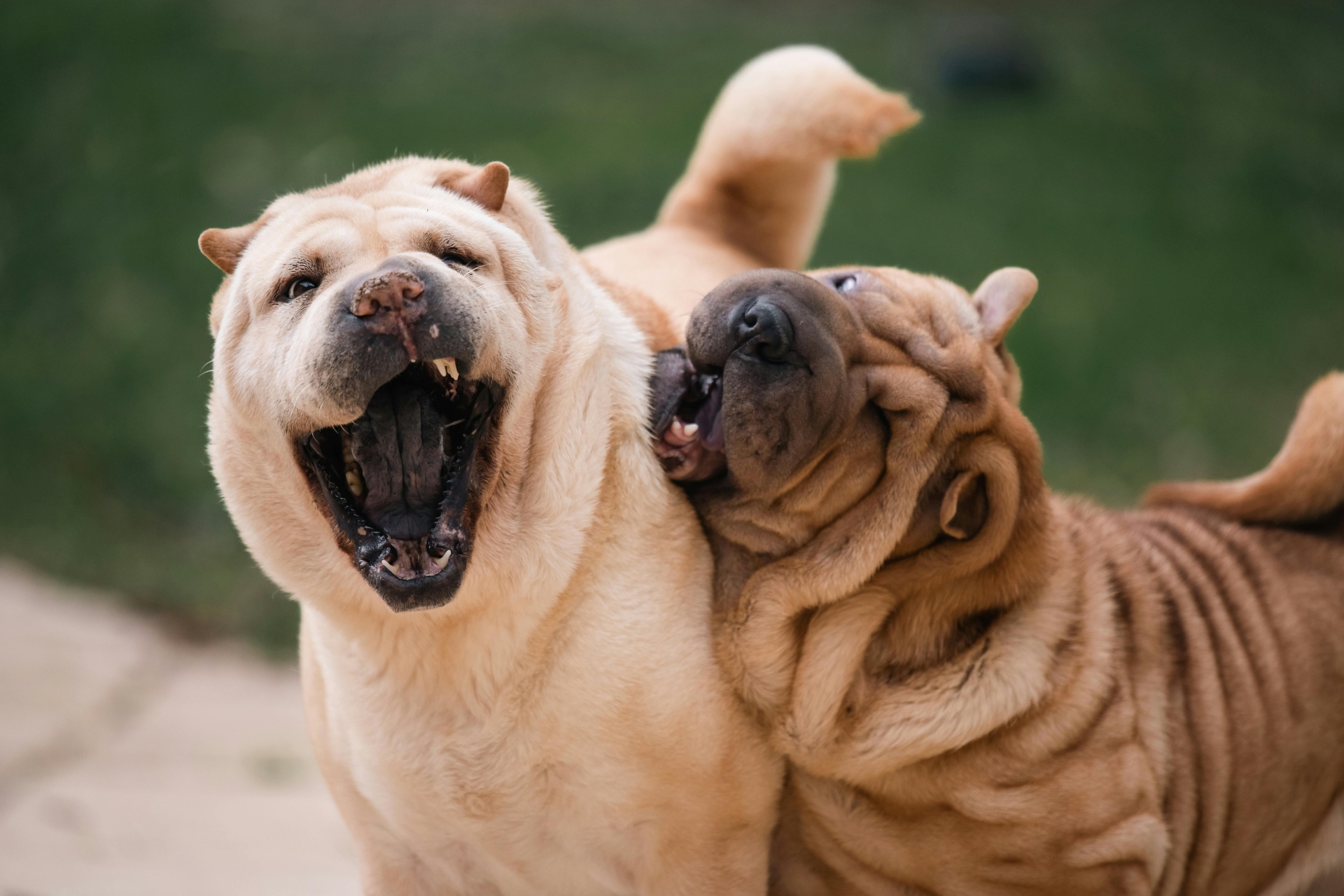 Dos perros de raza Shar Pei interactuando entre ellos en un entorno al aire libre. Ambos muestran expresiones juguetonas mientras se muerden suavemente durante el juego. Sus característicos pliegues en la piel son prominentes y añaden ternura a la escena. La imagen refleja un momento de socialización canina, ideal para ilustrar el artículo sobre cómo preparar a tu perro para socializar.