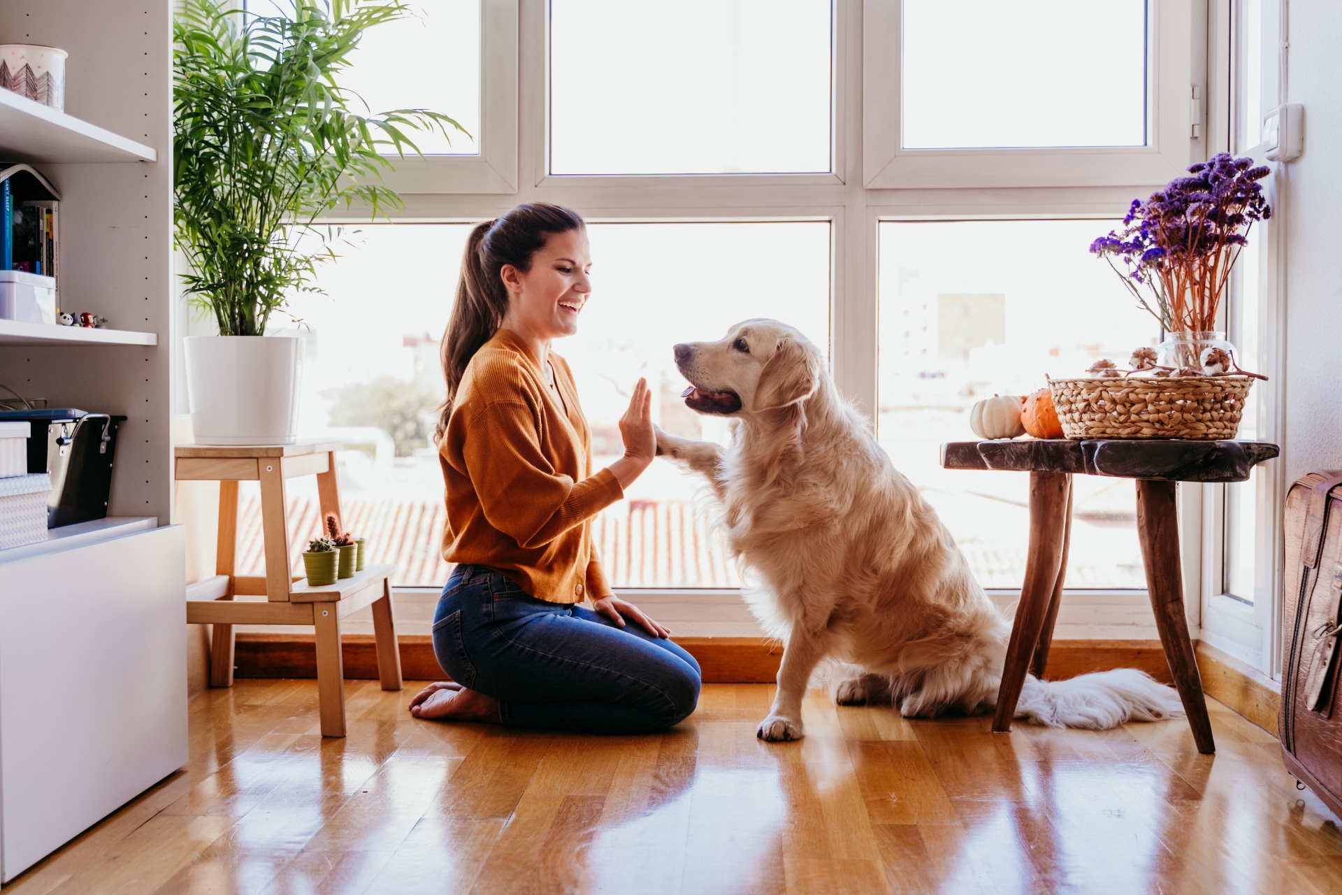 Mujer joven sonriendo mientras le da un 'high five' a su perro Golden Retriever en un salón iluminado con luz natural. El perro levanta la pata con entusiasmo, mostrando una conexión especial con su dueña. Decoración acogedora con plantas y cesta de mimbre con calabazas en una mesa lateral.