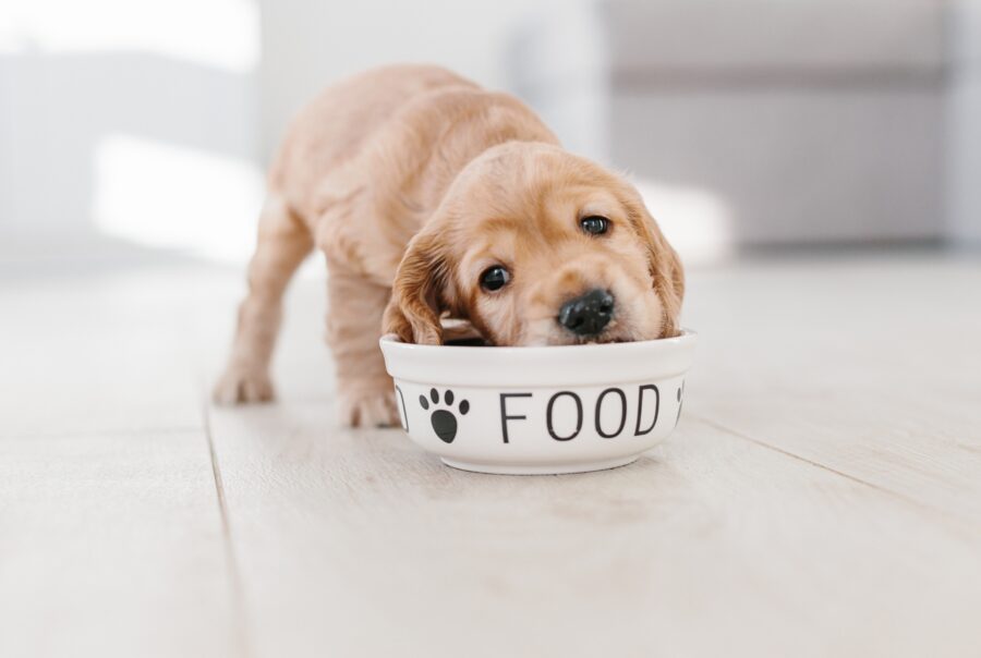 a baby cocker spaniel eating food