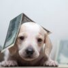Un cachorro blanco con billetes de dólar sobre su cabeza y alrededor, sobre un fondo claro.