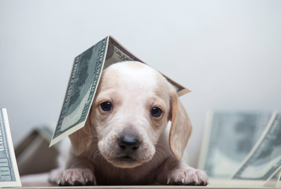 Un cachorro blanco con billetes de dólar sobre su cabeza y alrededor, sobre un fondo claro.