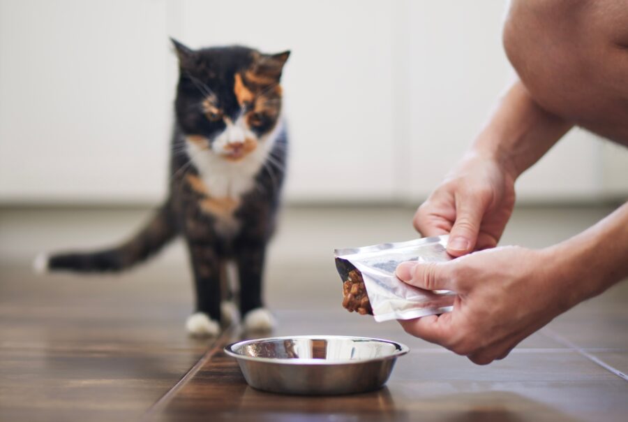 A calico cat watches as a person pours wet cat food from a foil packet into a metal bowl on a wooden floor.