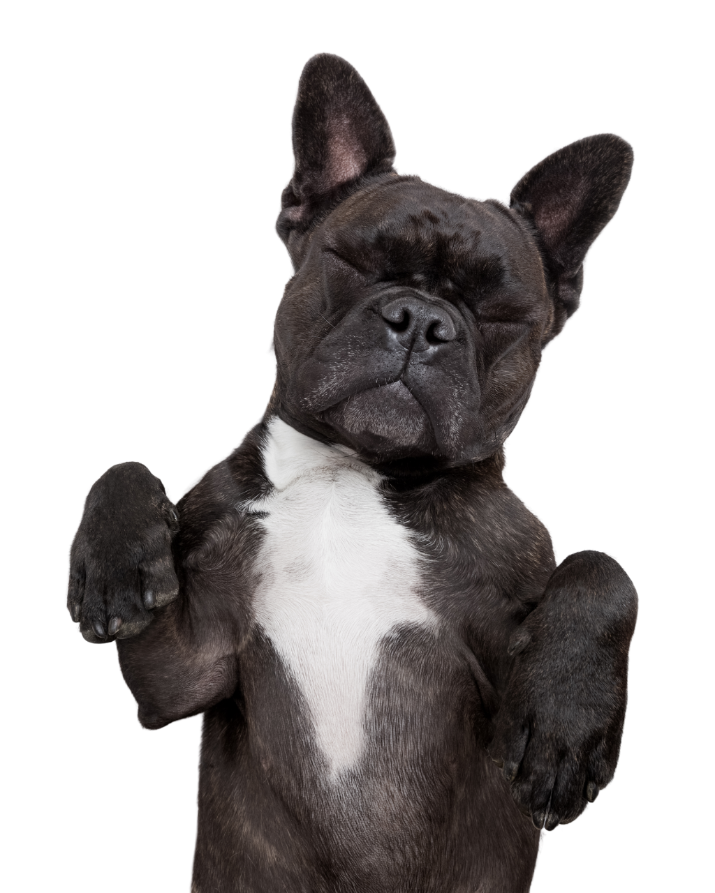 Un bulldog francés blanco y negro se para en sus patas traseras con las patas delanteras levantadas.
